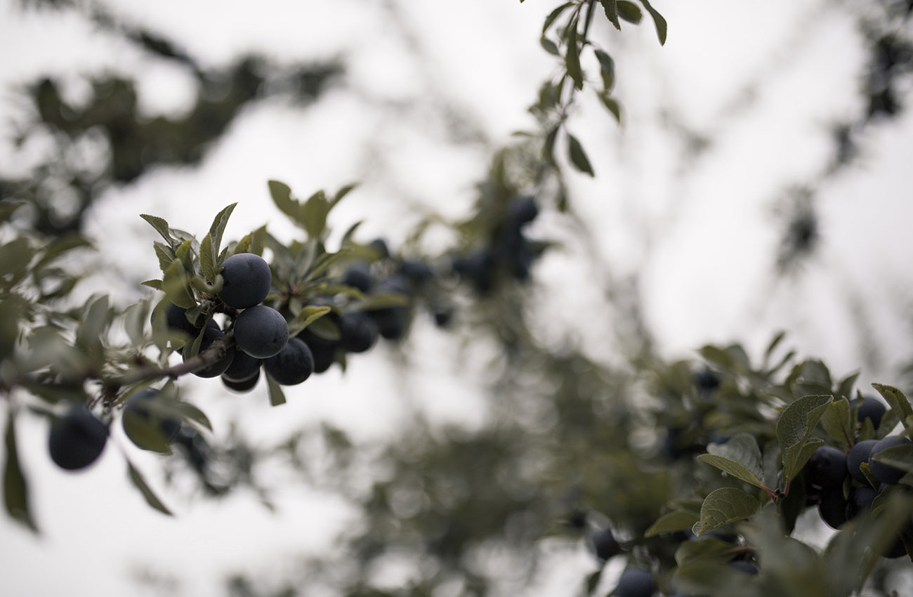 izal-casa-rural-vitoria